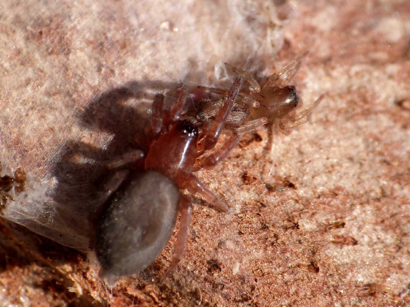 Predazione Scotophaeus su Clubiona - Torrimpietra (RM)